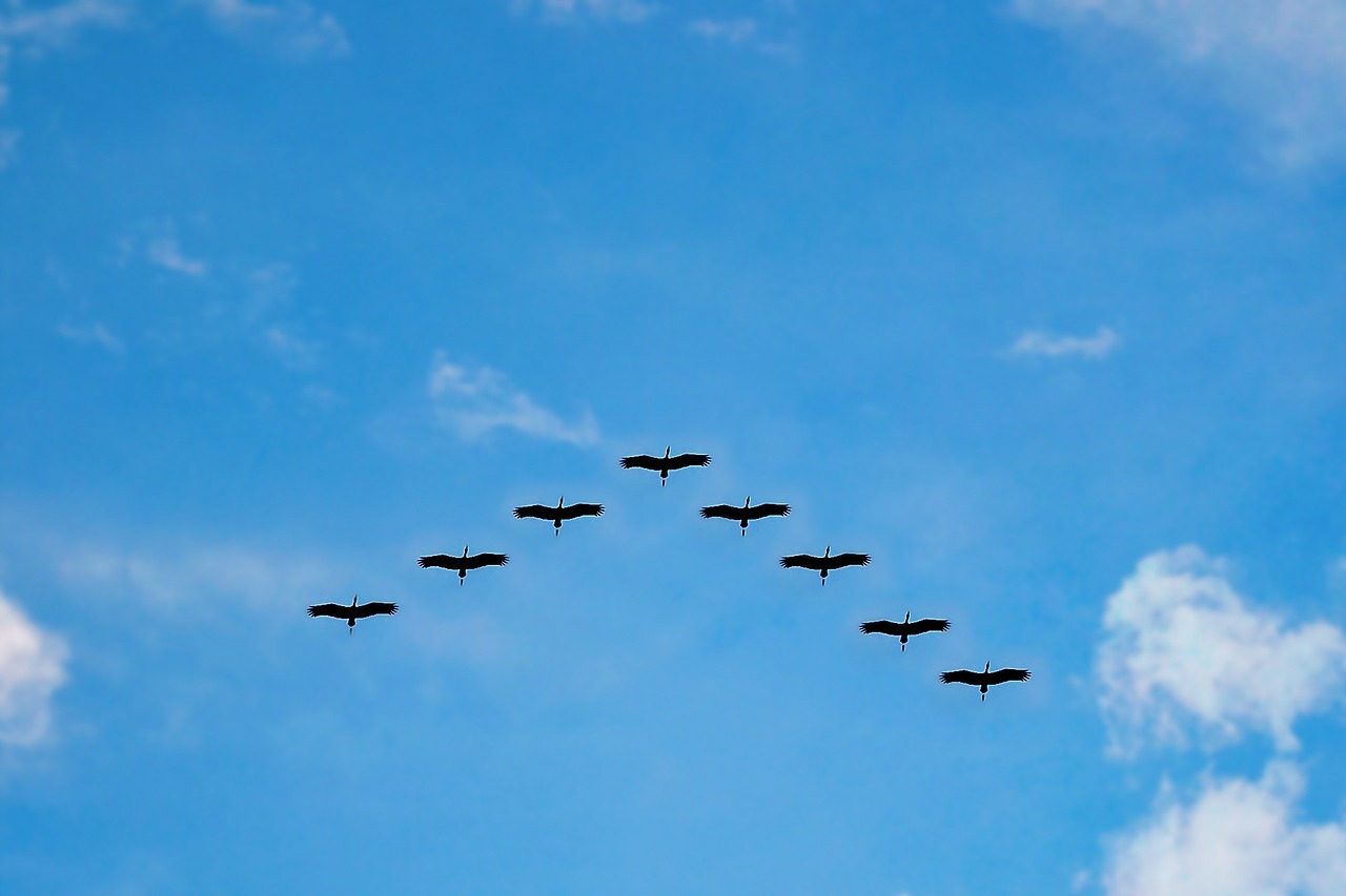 birds-216827_1280